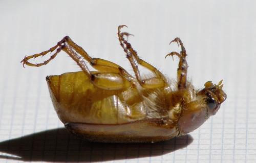 Réf. 240 974 : Amadotrogus sp.
